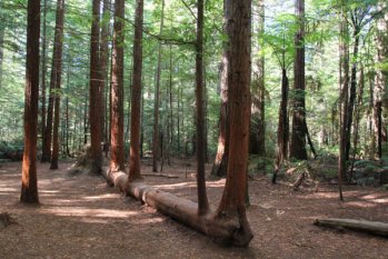 木材對人類的好處，你知道多少？